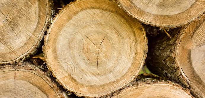 Eine ökologisch wertvolle Inneneinrichtung aus Holz und anderen nachwachsenden Rohstoffen
